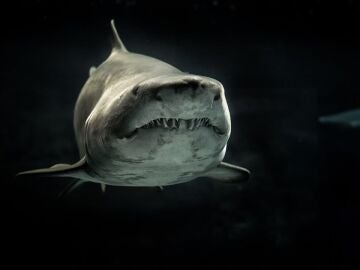 Imagen de archivo de un tiburón