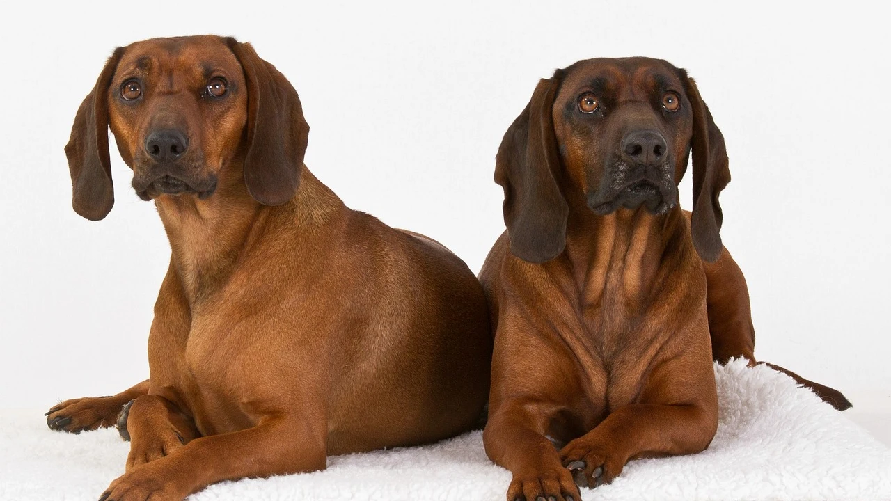 Perros