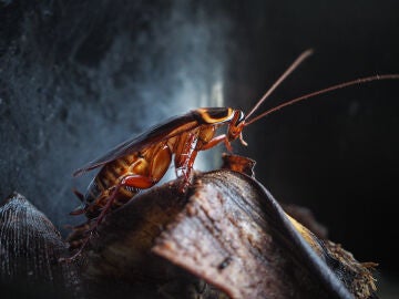 Imagen de archivo de una cucaracha