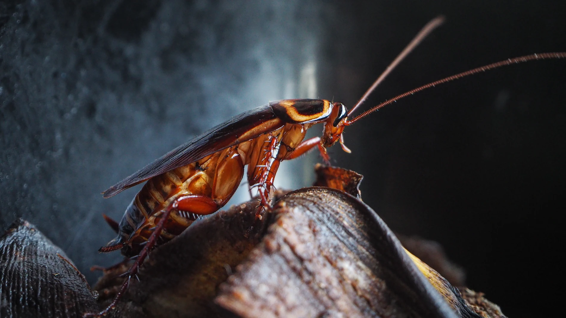 Imagen de archivo de una cucaracha