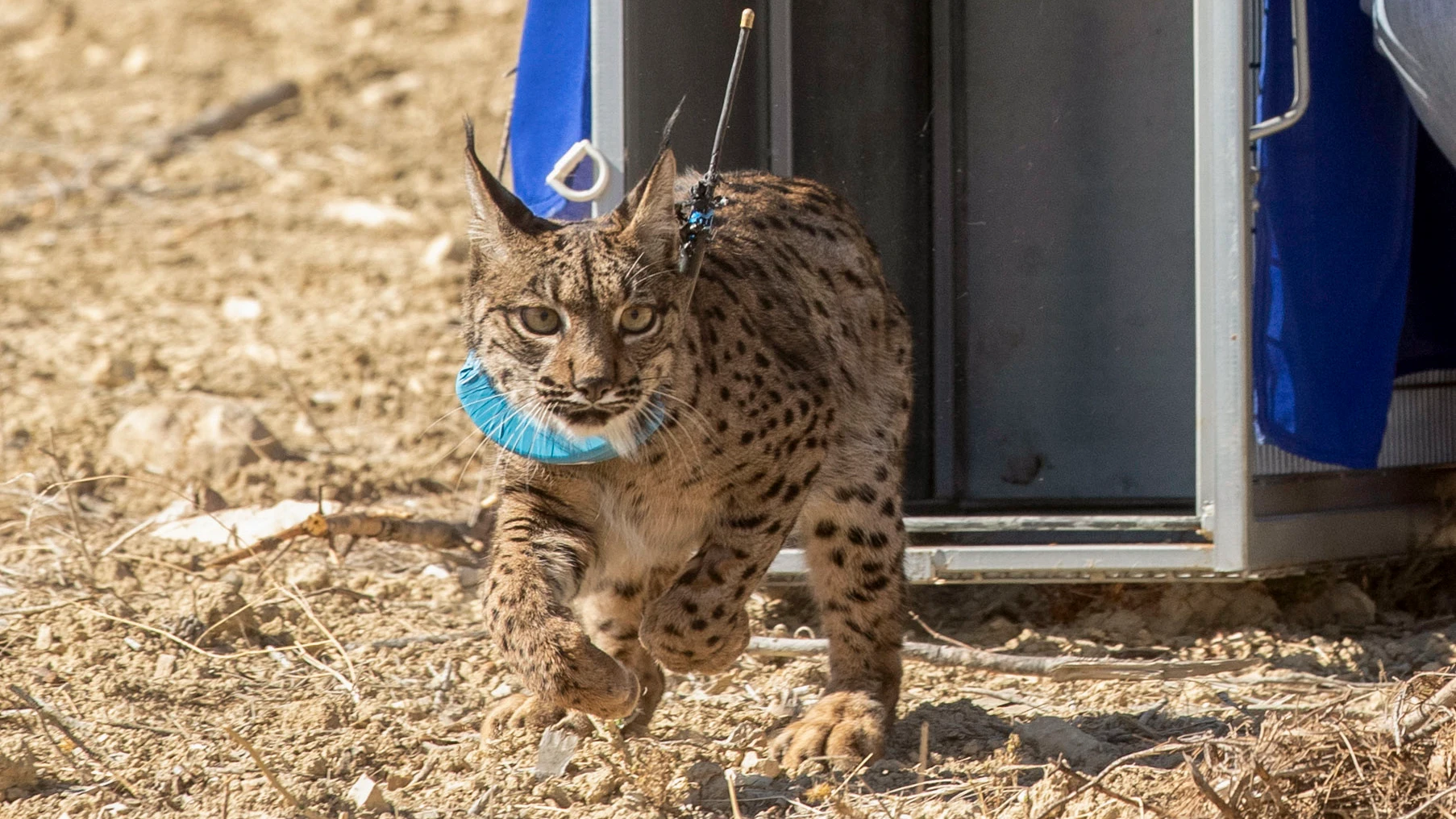 Ejemplar hembra de lince ibérico Ejemplar hembra de lince ibérico