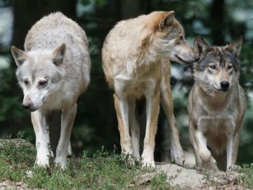 Foto de archivo de lobos