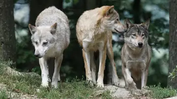 Foto de archivo de lobos