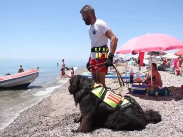 Queen, una de las perras socorristas que este verano trabajará en las playas de Málaga