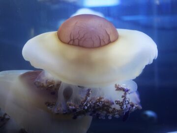 Imagen de una medusa 'huevo frito'.