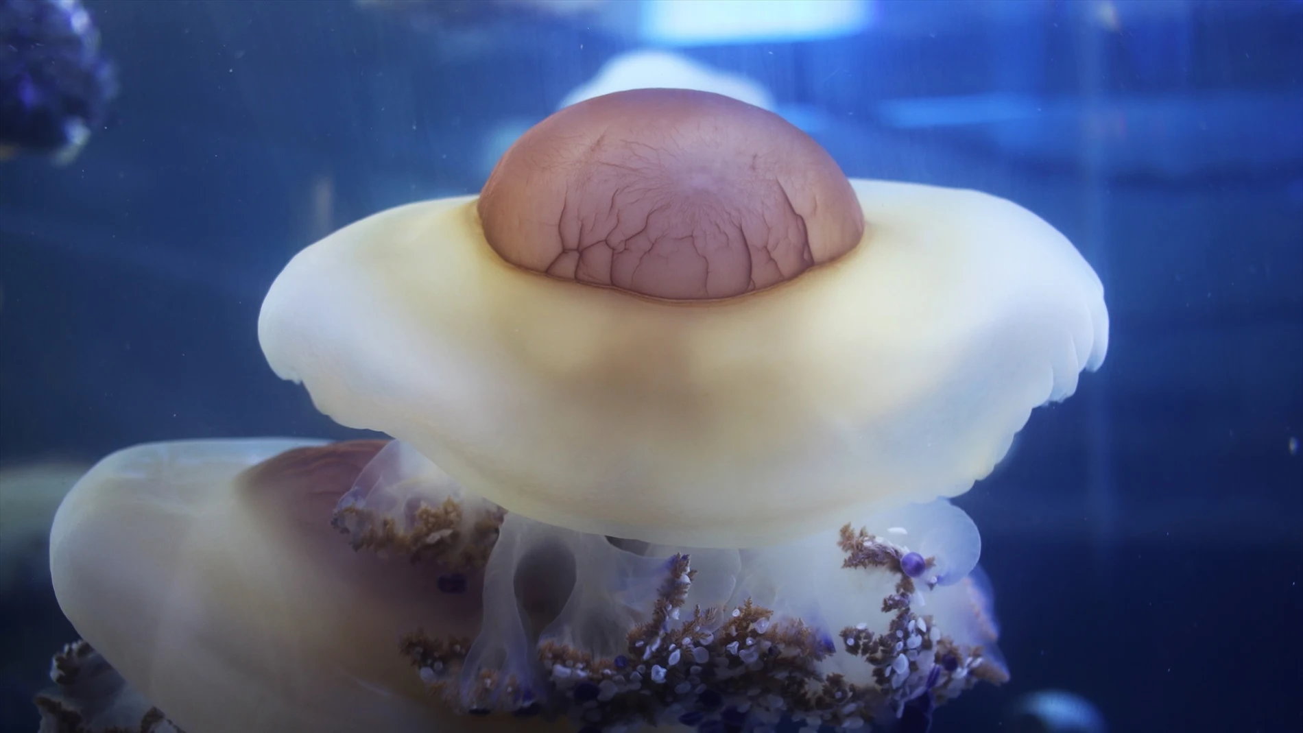 Imagen de una medusa &#39;huevo frito&#39;.