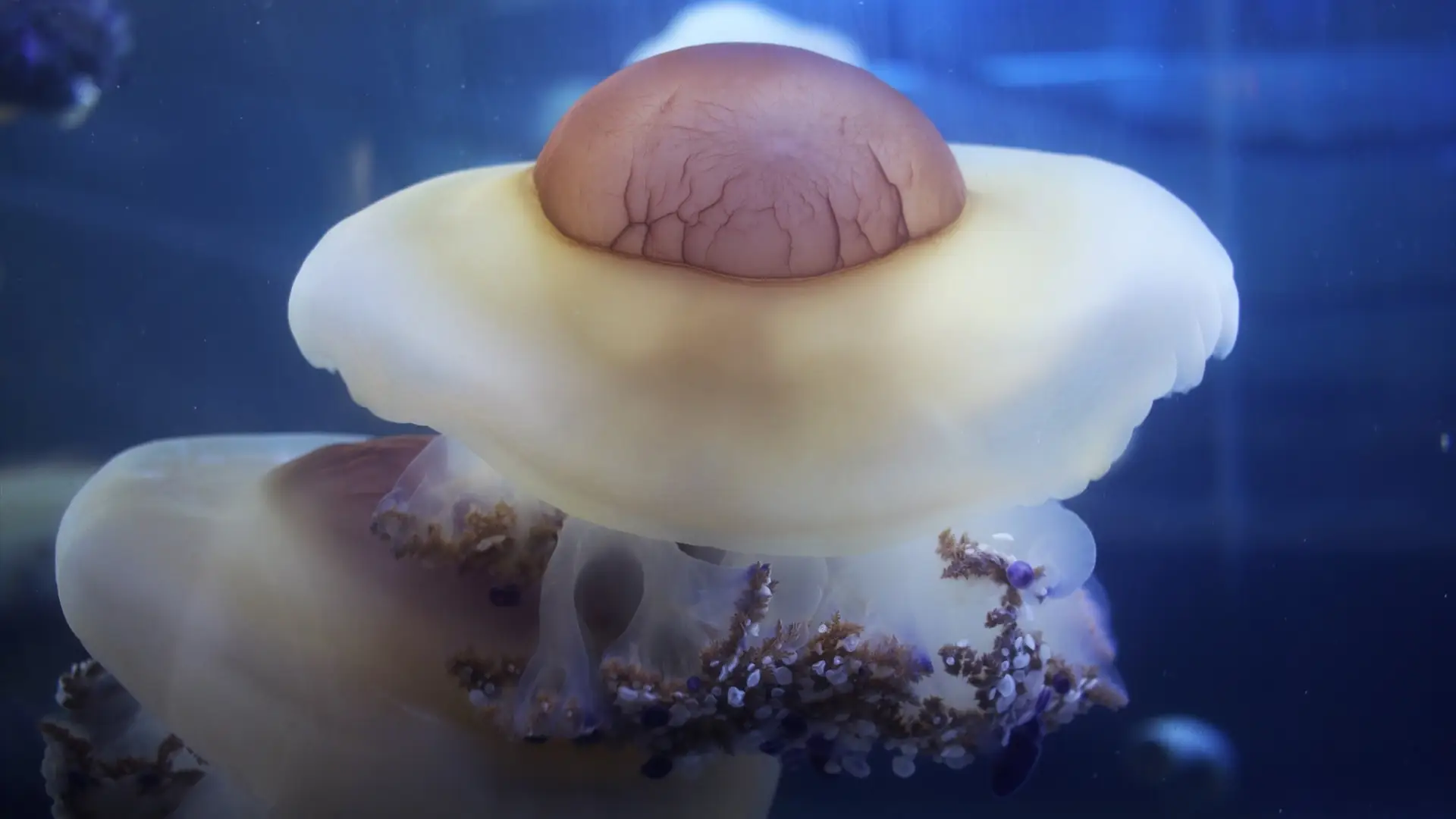 Imagen de una medusa 'huevo frito'. Imagen de una medusa 'huevo frito'.