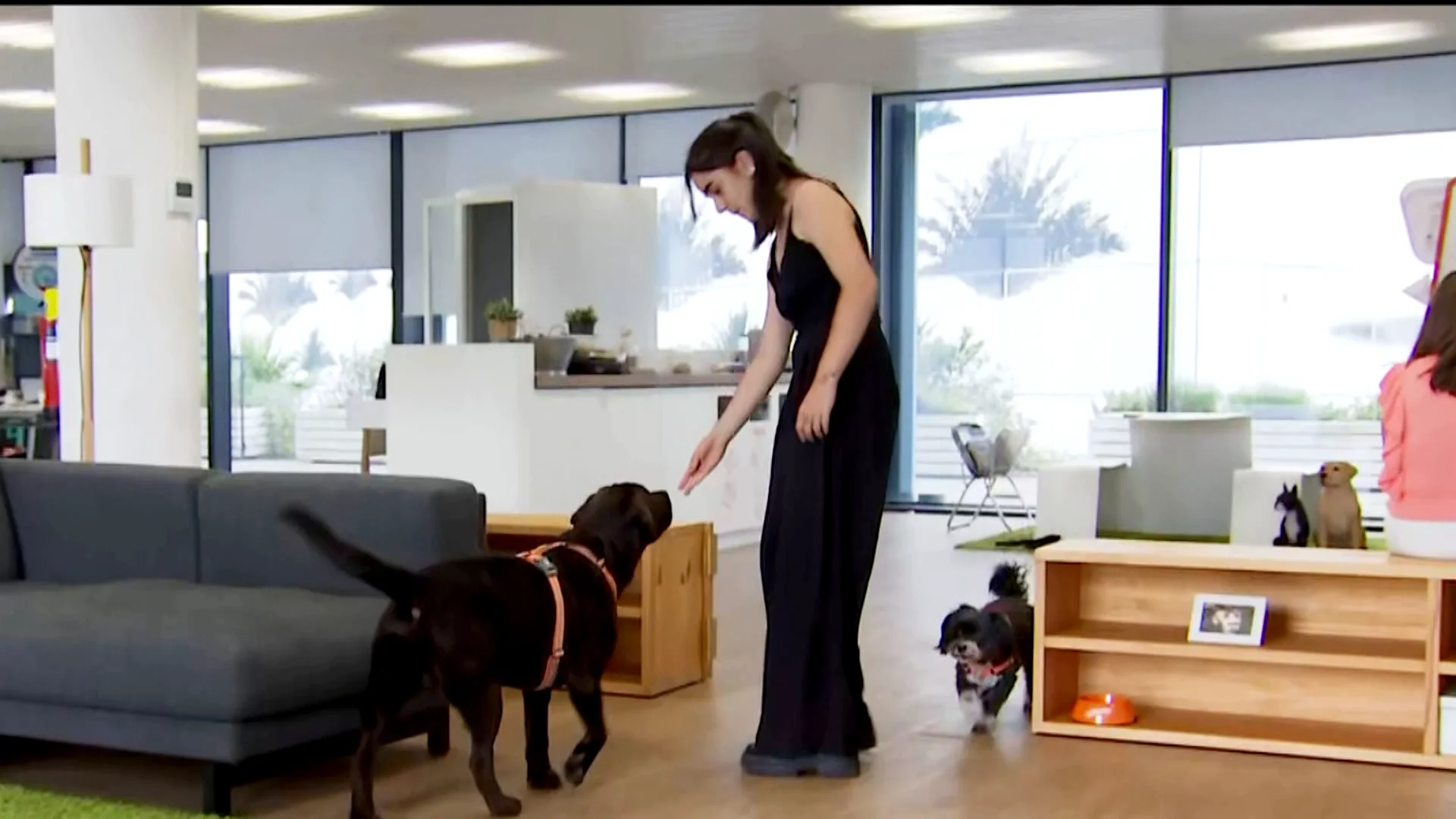 La Fundación Affinity lanza #Inseparables, una iniciativa para demostrar el apoyo emocional que perros y gatos dan a los más jóvenes La Fundación Affinity lanza #Inseparables, una iniciativa para demostrar el apoyo emocional que perros y gatos dan a los más jóvenes