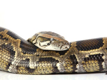 Serpiente, imagen de archivo