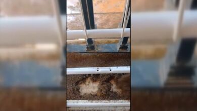 Una plaga de mosquitos impide a los vecinos salir a la calle: 