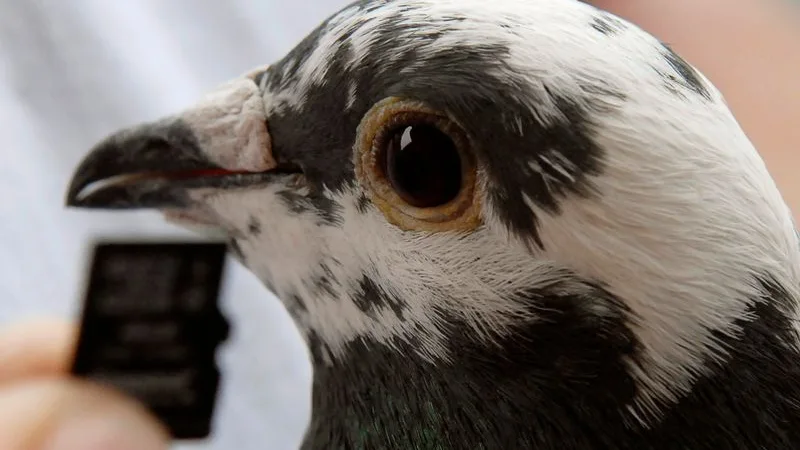 ¿Queremos aves en nuestras ciudades? y si la respuesta es afirmativa... ¿Cuántas y de qué especies? ¿Queremos aves en nuestras ciudades? y si la respuesta es afirmativa... ¿Cuántas y de qué especies?