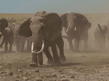 Manada de elefantes africanos de arbusto