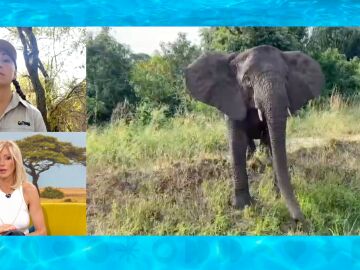 Muere un turista español aplastado por un elefante.