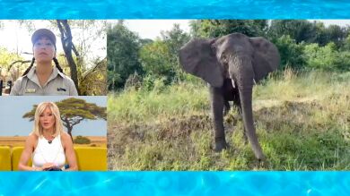 La peligrosa experiencia de Susanna Griso con un elefante en un safari: 