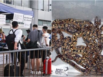 Puerto de Shenzhen / Imagen de archivo de serpientes