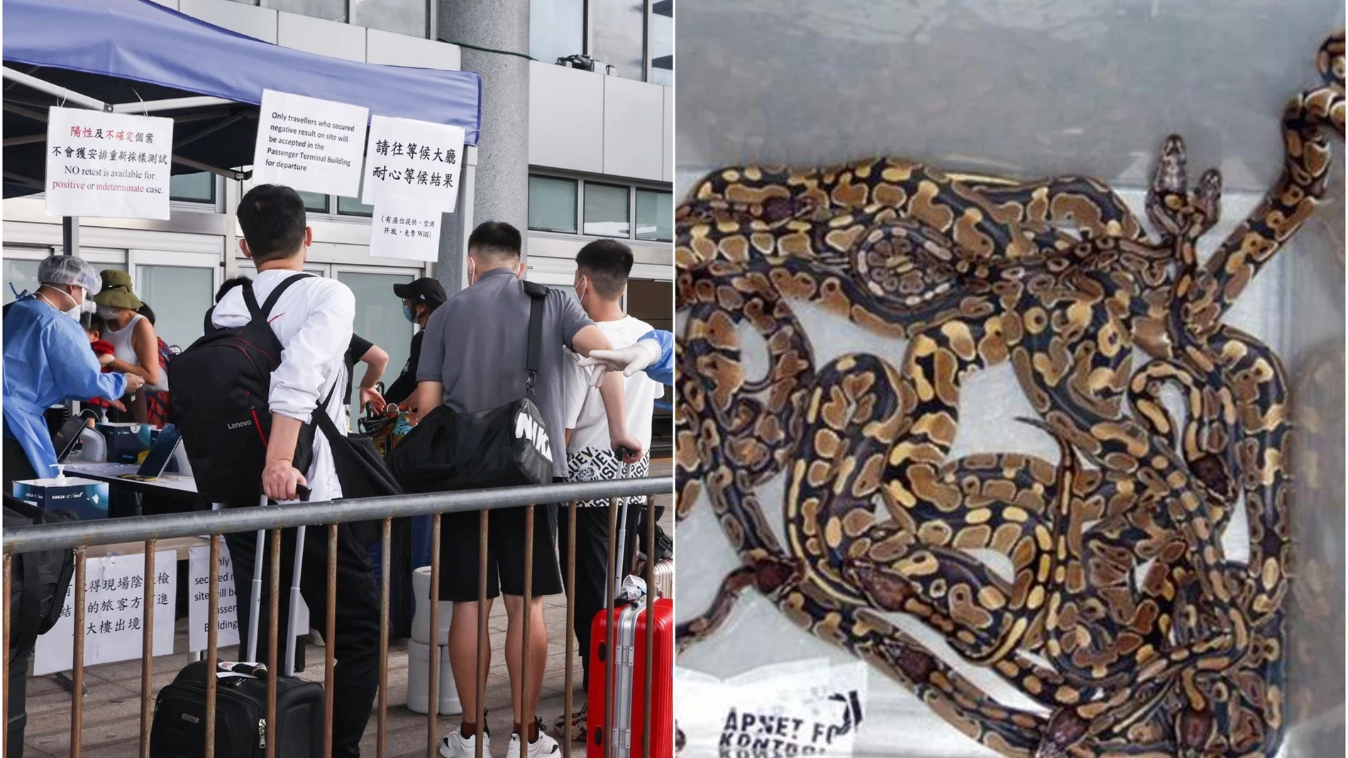 Puerto de Shenzhen / Imagen de archivo de serpientes Puerto de Shenzhen / Imagen de archivo de serpientes