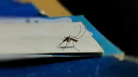 Mosquito Mosquito