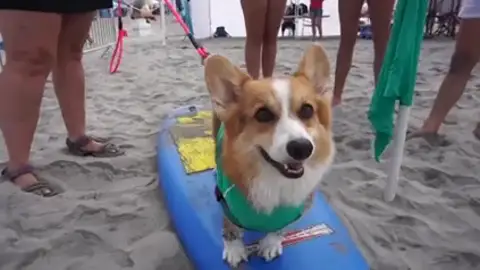 Día del Perro Hoy es el Día del Perro