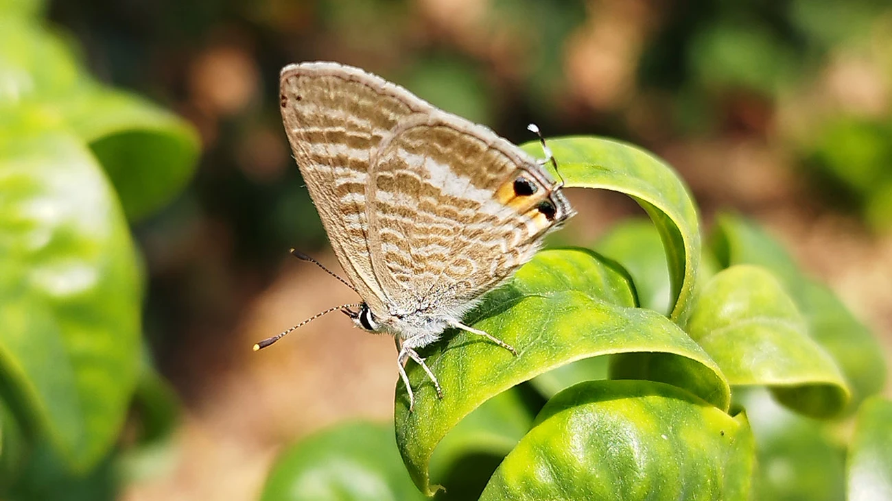 La sequia provoca una disminucion del 30 en las mariposas en las zonas urbanas