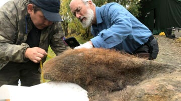 Los científicos Valerii Plotnikov y Dan Fisher examinan la piel de una hembra de mamut fallecida hace 52.000 años 