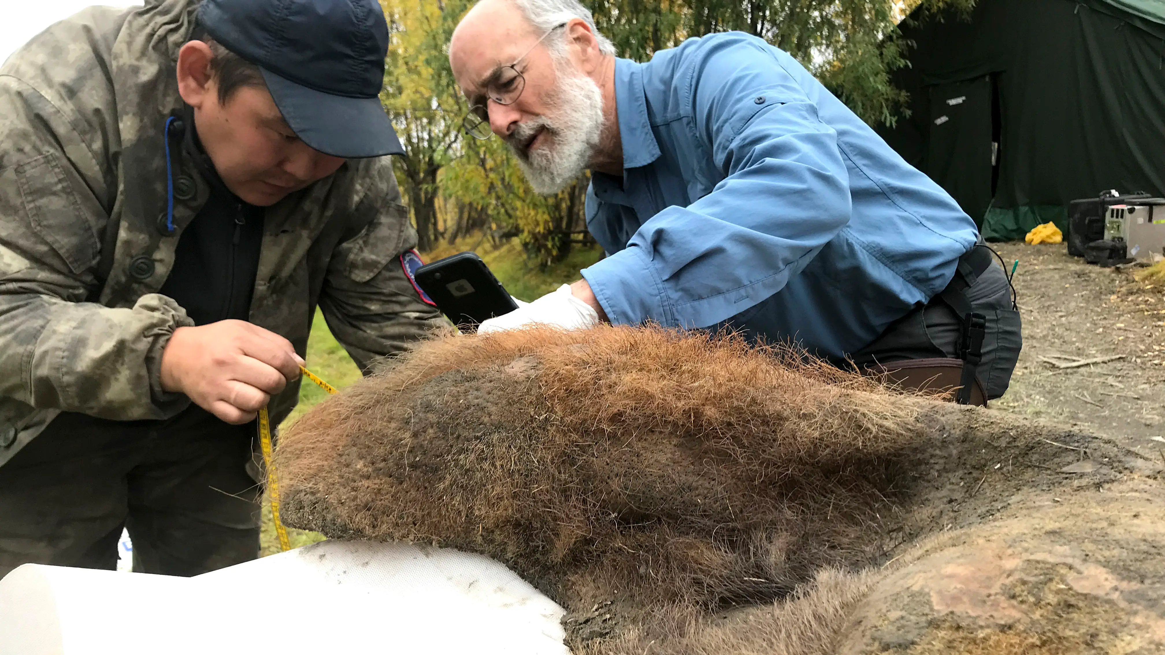Los cient&iacute;ficos Valerii Plotnikov y Dan Fisher examinan la piel de una hembra de mamut fallecida hace 52.000 a&ntilde;os 
