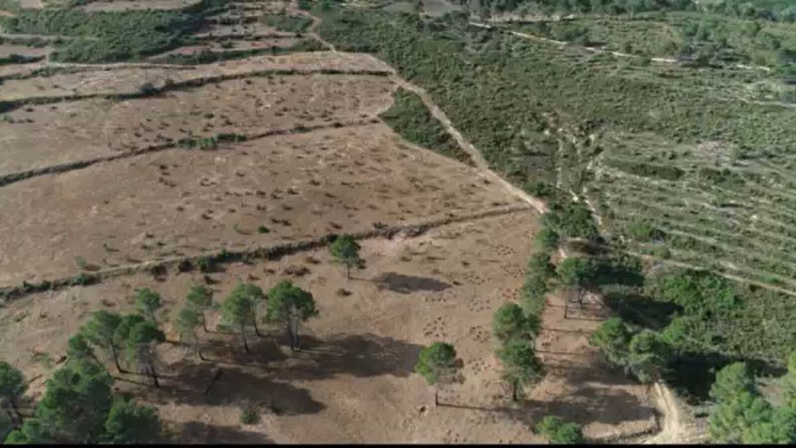 Qué son los 'Paisajes Mosaicos', la nueva repoblación contra los grandes incendios