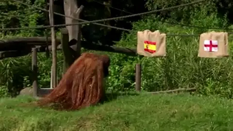 El pronostico del orangután Walter para la final de la Eurocopa 2024 El pronostico del orangután Walter para la final de la Eurocopa 2024