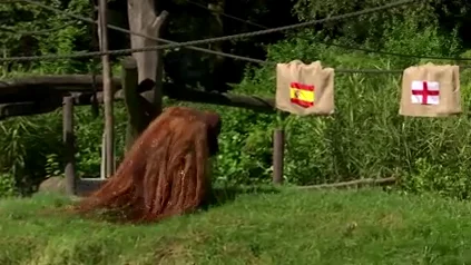 El pronostico del orangután Walter para la final de la Eurocopa 2024 El pronostico del orangután Walter para la final de la Eurocopa 2024