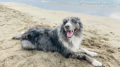 Perro en la playa Perro en la playa