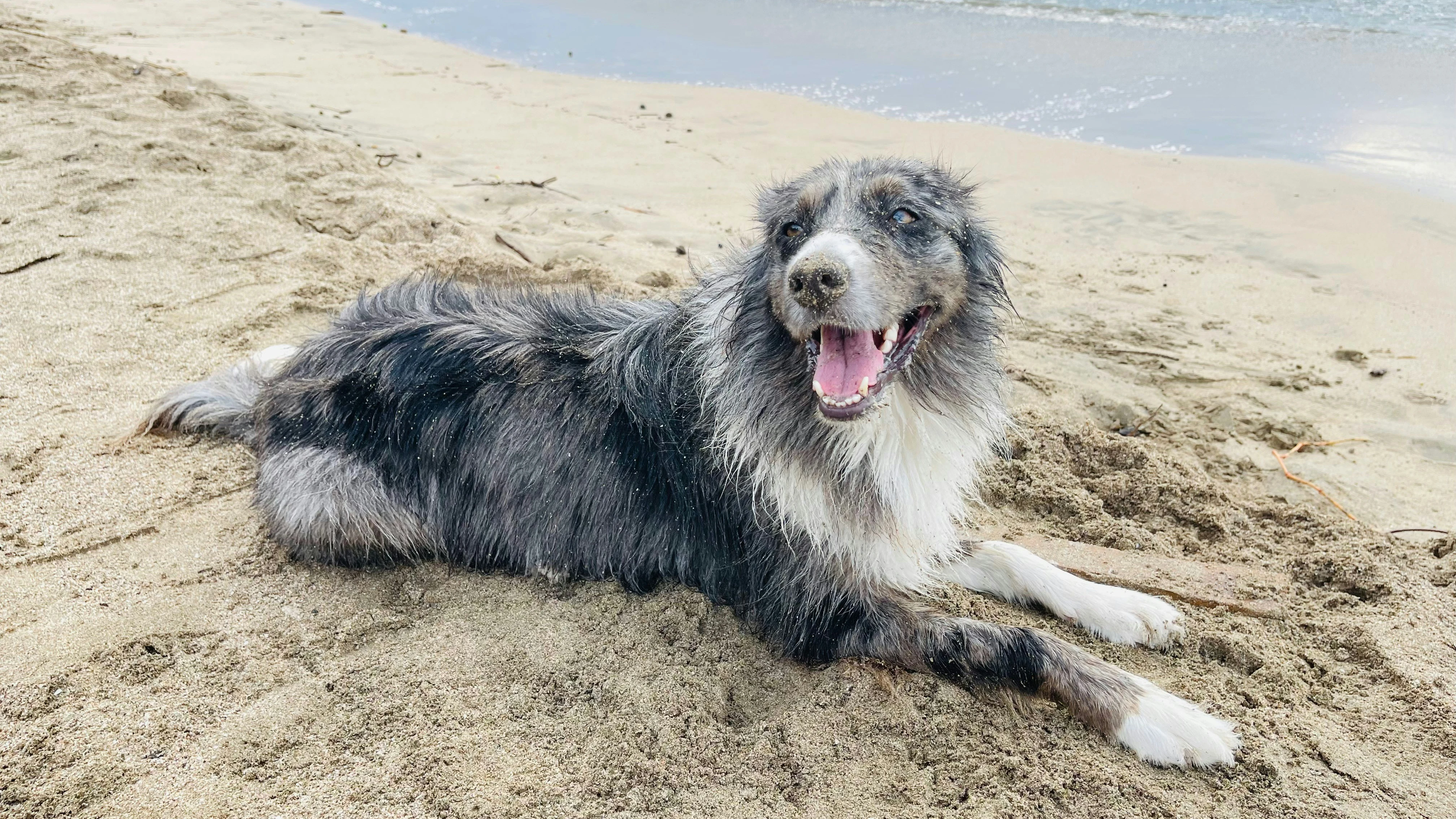 Perro en la playa