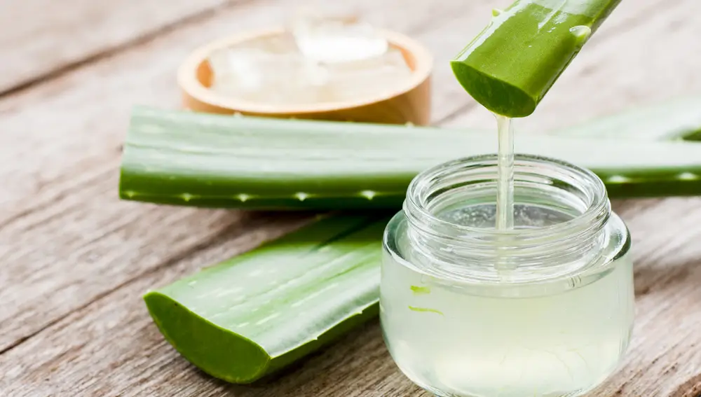 Aloe Vera Aloe Vera