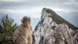 Un mono en el Pe&ntilde;&oacute;n de Gibraltar
