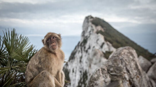 Un mono en el Pe&ntilde;&oacute;n de Gibraltar