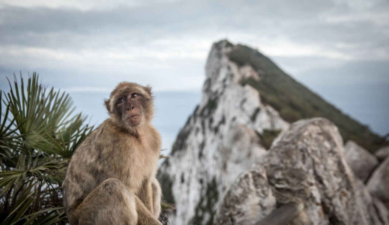 Un mono en el Pe&ntilde;&oacute;n de Gibraltar