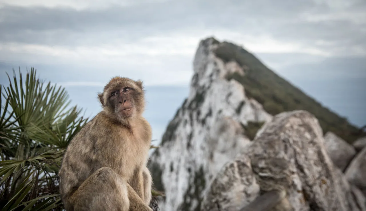 Un mono en el Peñón de Gibraltar