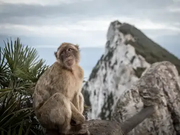 Un mono en el Peñón de Gibraltar Un mono en el Peñón de Gibraltar
