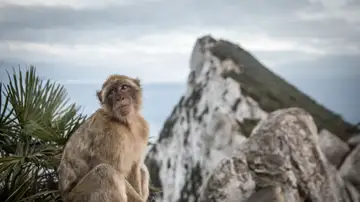 Un mono en el Peñón de Gibraltar
