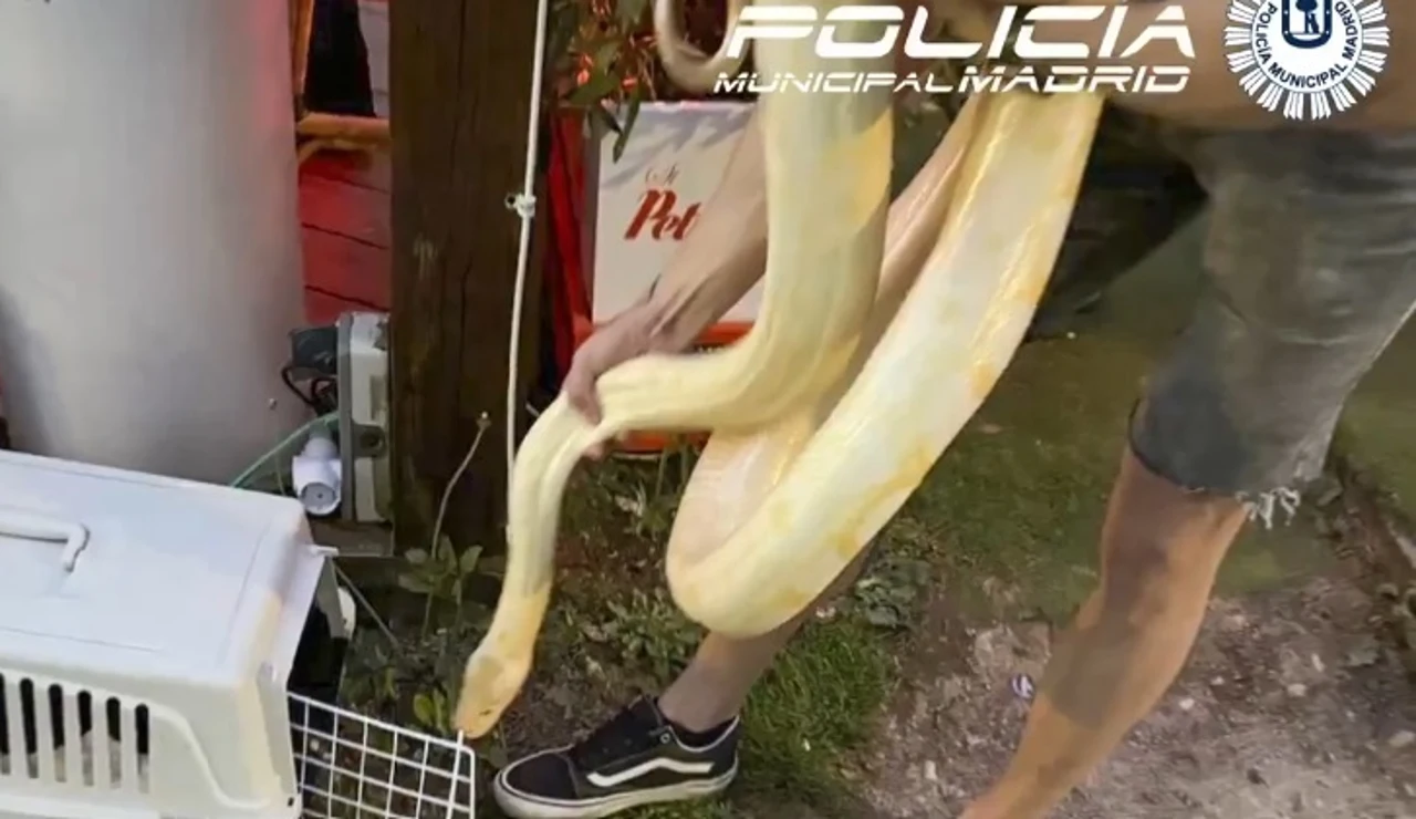 La Policía Municipal de Madrid incauta una serpiente pitón de 16 kilos