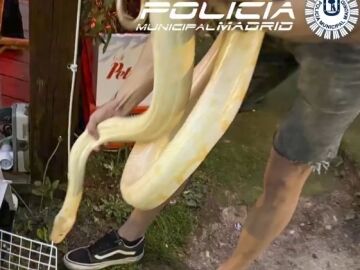 La Policía Municipal de Madrid incauta una serpiente pitón de 16 kilos