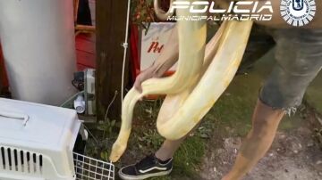 La Policía Municipal de Madrid incauta una serpiente pitón de 16 kilos
