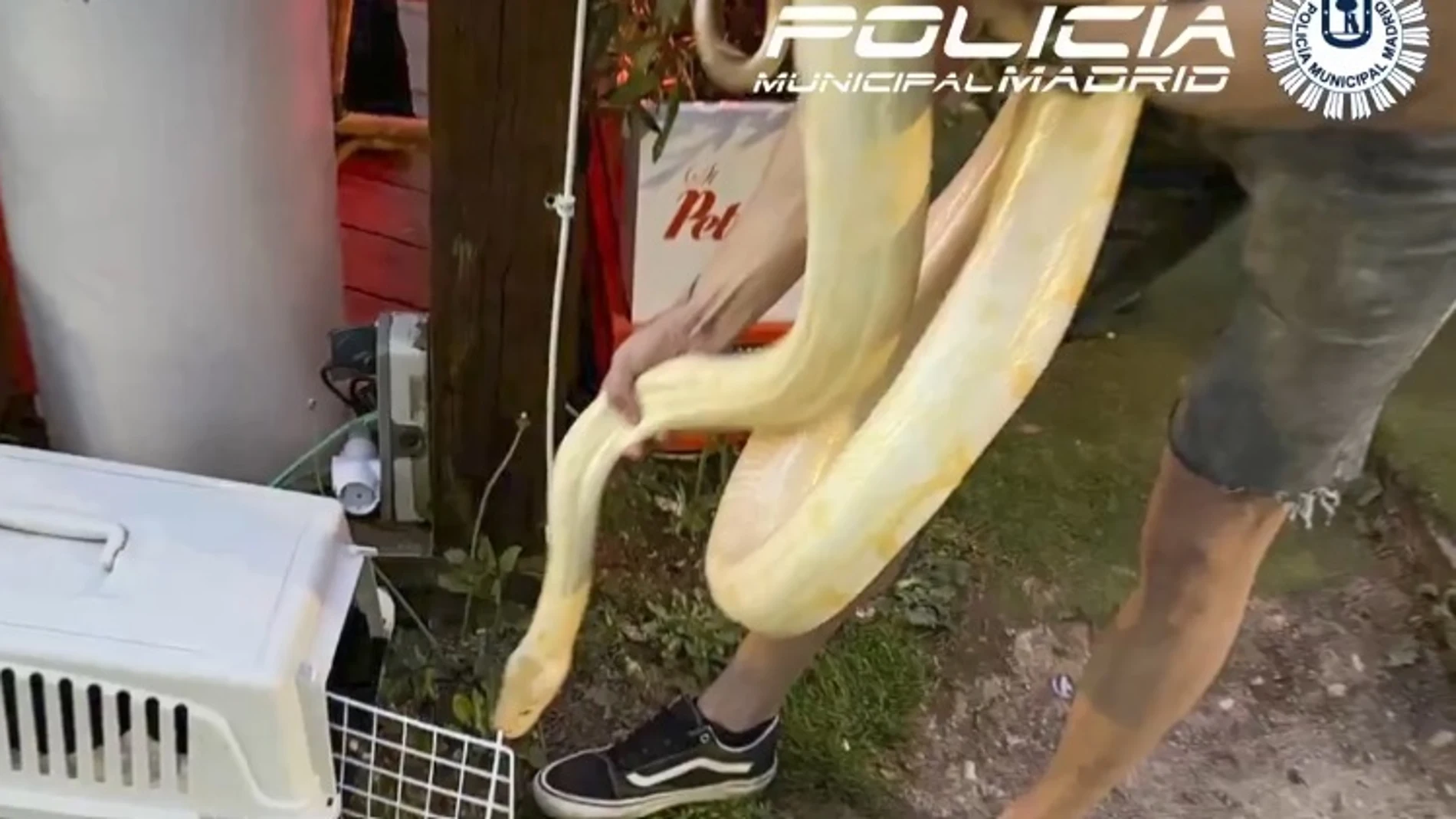 La Policía Municipal de Madrid incauta una serpiente pitón de 16 kilos La Policía Municipal de Madrid incauta una serpiente pitón de 16 kilos