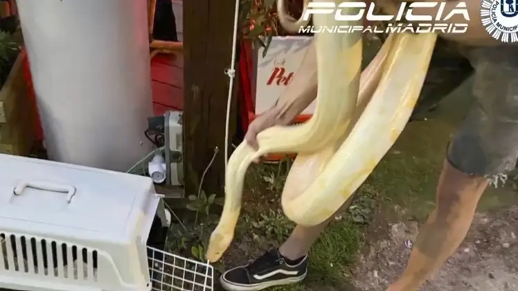 La Polic&iacute;a Municipal de Madrid incauta una serpiente pit&oacute;n de 16 kilos