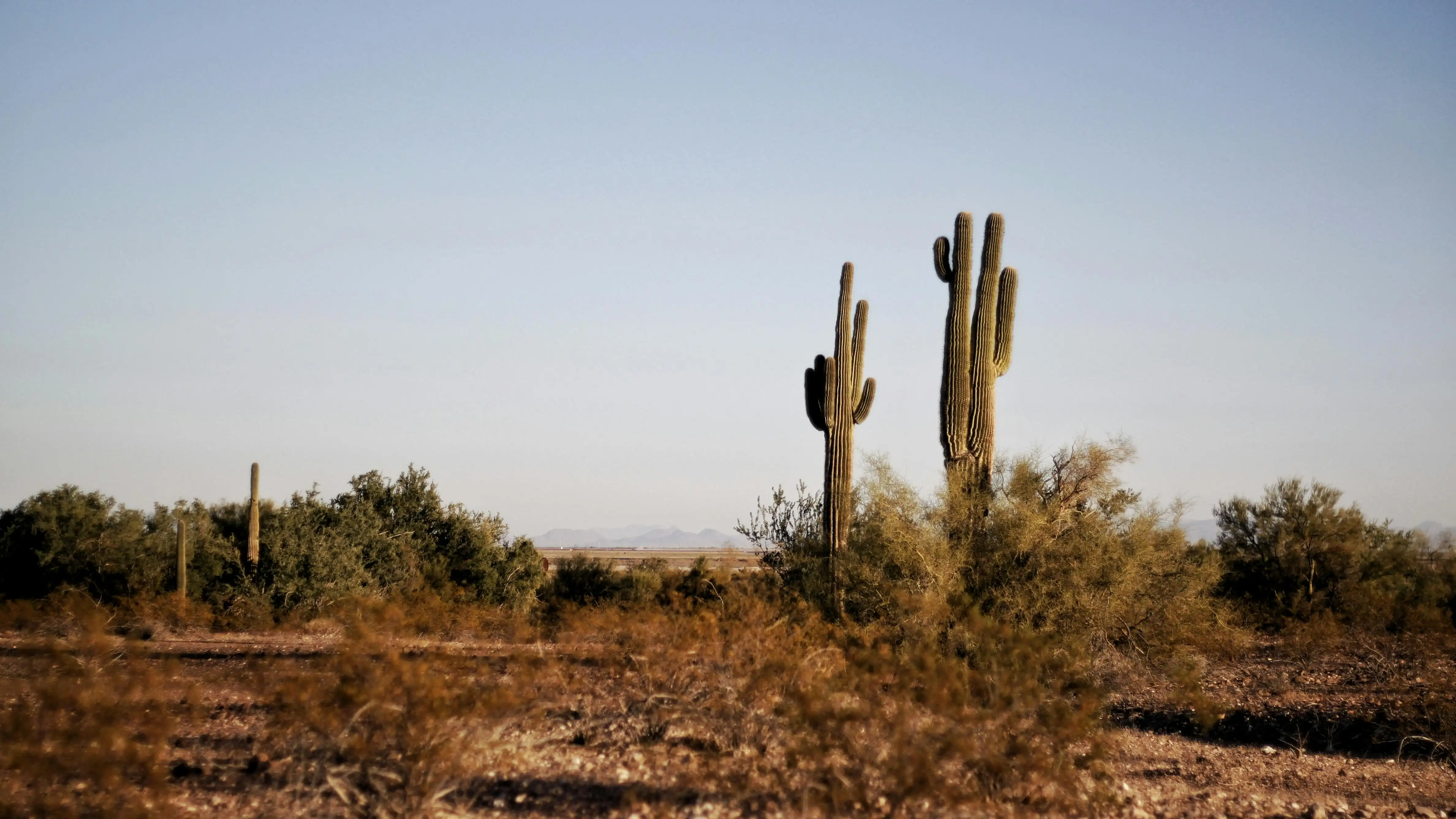Científicos alarmados: Estados Unidos registra su primera extinción debido al aumento del nivel del mar Cactus sequia
