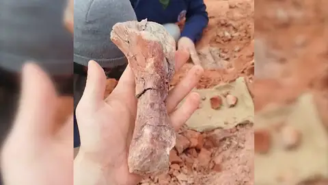 hueso dinosaurio hueso dinosaurio