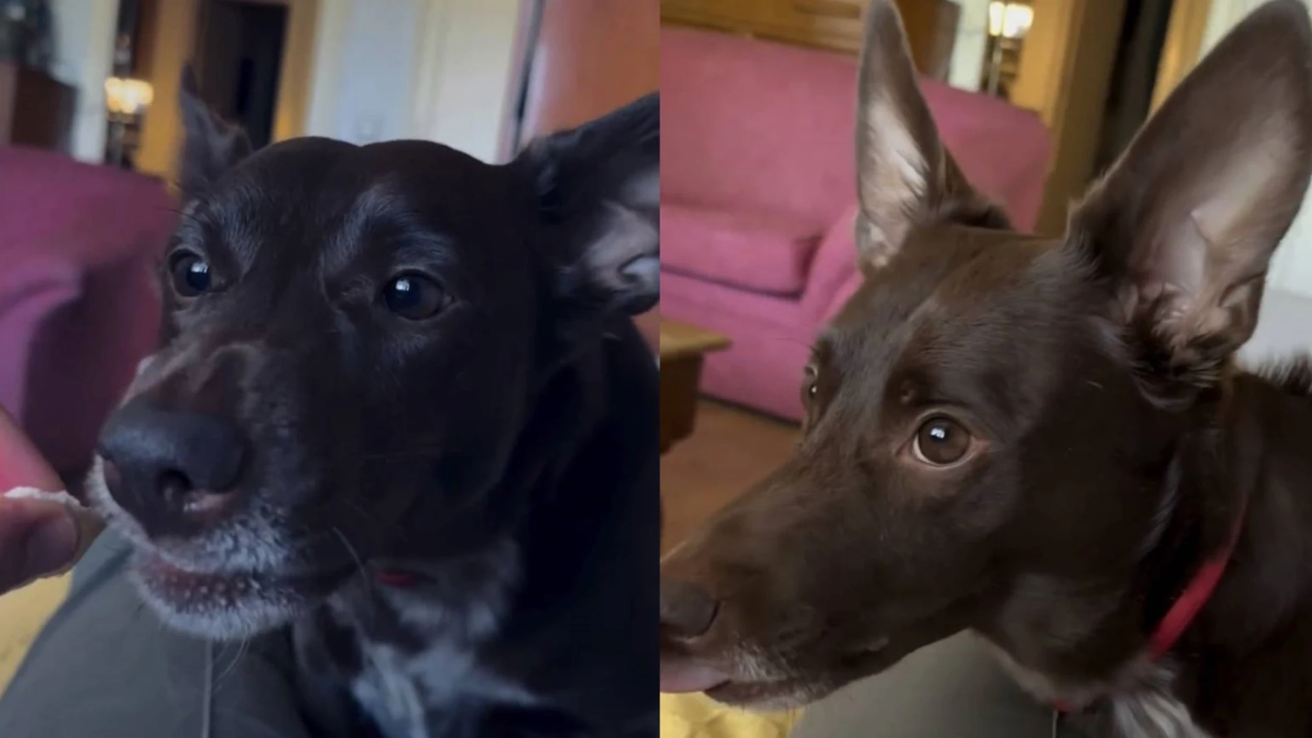 Balto, el perro desaparecido Balto, el perro desaparecido