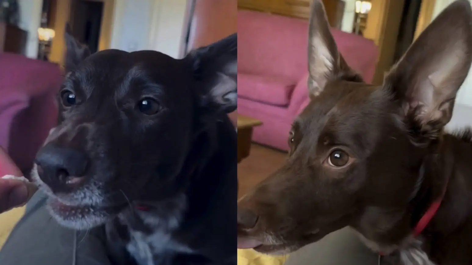Balto, el perro desaparecido Balto, el perro desaparecido