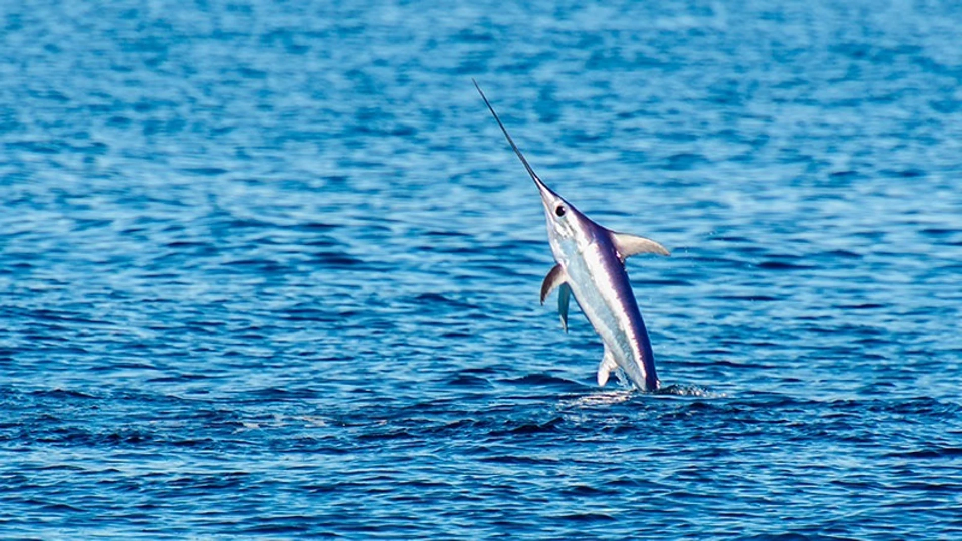 Imagen de archivo de tiburón espada Imagen de archivo de tiburón espada