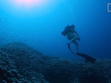 Un enorme coral en las Islas Salomón