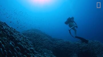 Un enorme coral en las Islas Salomón