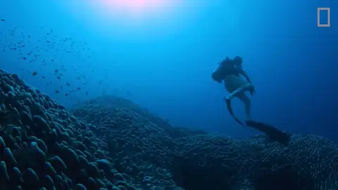 Un enorme coral en las Islas Salomón Un enorme coral en las Islas Salomón